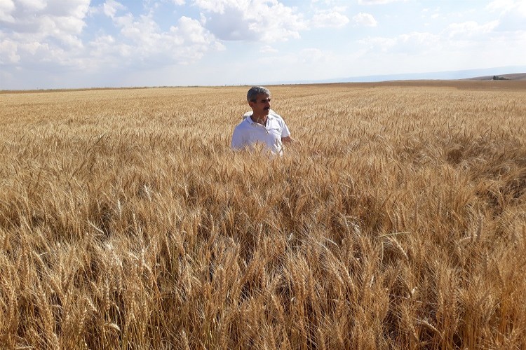 Yerli Buğday Çeşitleri Yozgat'ta İyi Sonuç Verdi