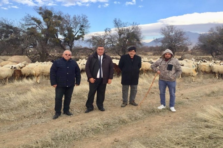 Çiftçiye 300 Koyun Projesi Hikâye Çıktı
