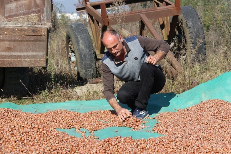 Düzce’de Fındıktan Sonra En Çok Kestane Üretildi