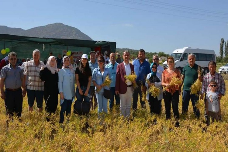 Elmalı'da Azkan Nohut Çeşidi Tarla Günü Yapıldı