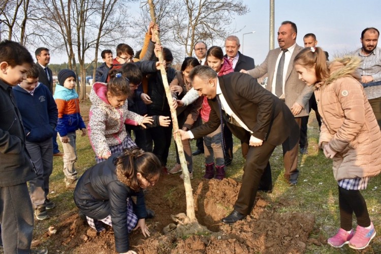 Bilecik’te 11 çınar ve ıhlamur ağacı fidanı dikildi