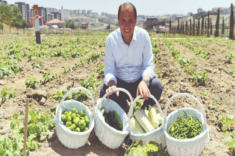 Başkan Çalık Yaşam Bahçesin'de Hasat Yaptı