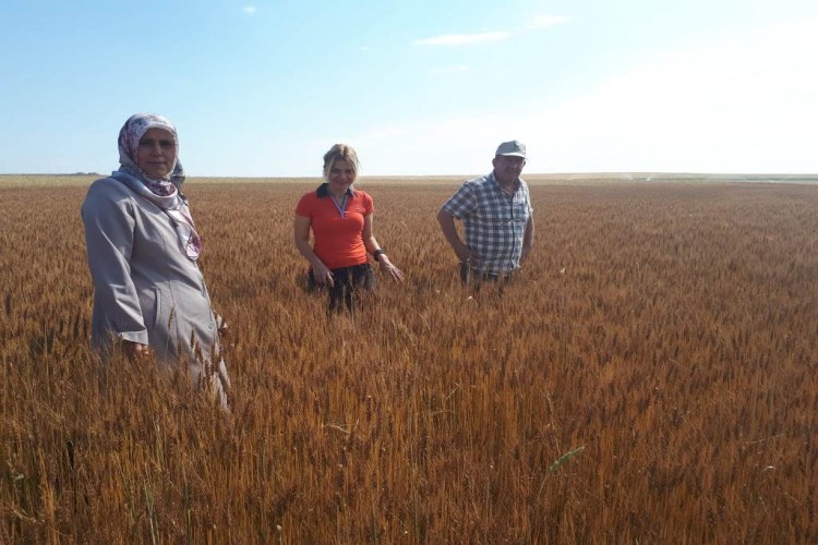 Aksaray'da Süne Mücadelesi Çalışmaları Devam Ediyor