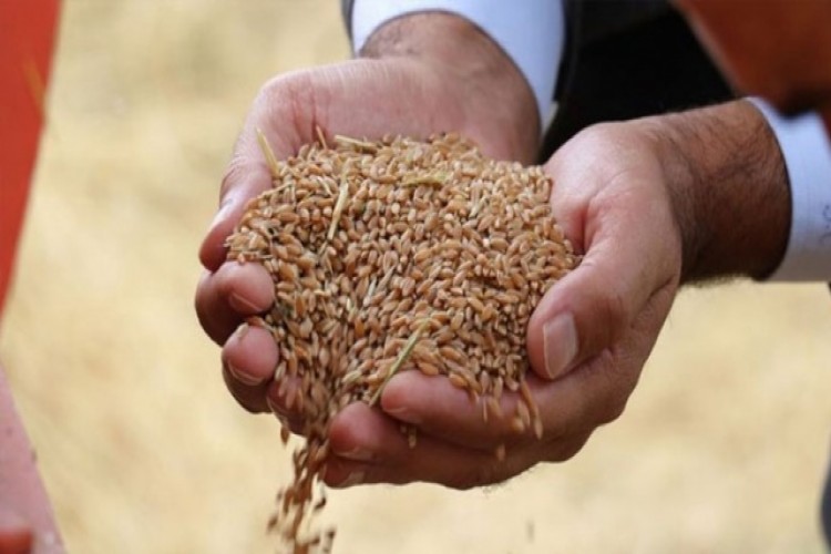 Buğday Ürünü İhracatında 4 Ayda 300 Milyon Dolara Yakın Kazanç
