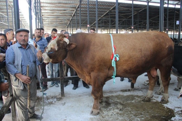 1 Ton 600 Kiloluk ’Paşa’ Otomobil Fiyatına Satıldı