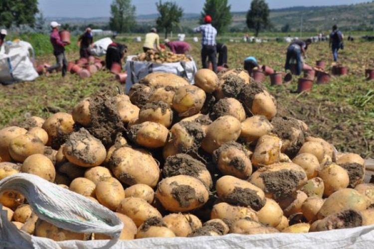 Suriye'den Sözleşmeli Üretim Yaptığımız Patatesleri Getirdik