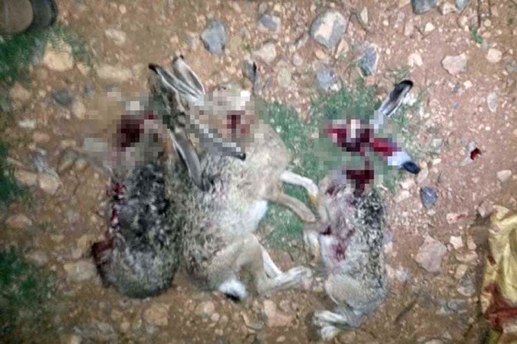 Kaçak Tavşan Avcısına 4 Bin Lira Ceza Kesildi, Traktörüne El Kondu