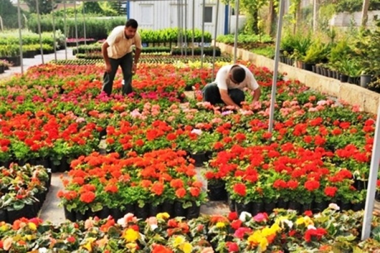 Yalova’da Kesme Çiçekler Semt Pazarında Satılabilecek