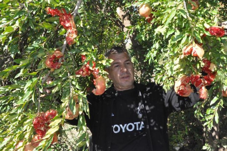 Bitlis'te Nar Dalında Çatladı, Hasat Yapılamadı