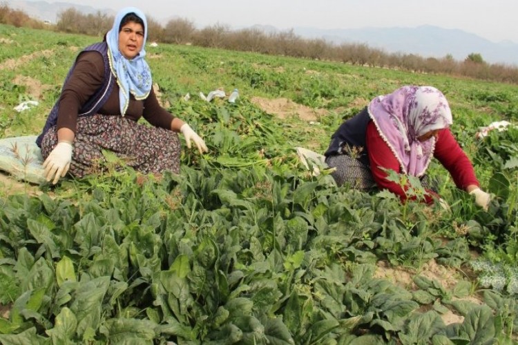 Fiyatlar Dip Yapınca Ispanak Üreticisi Perişan Oldu