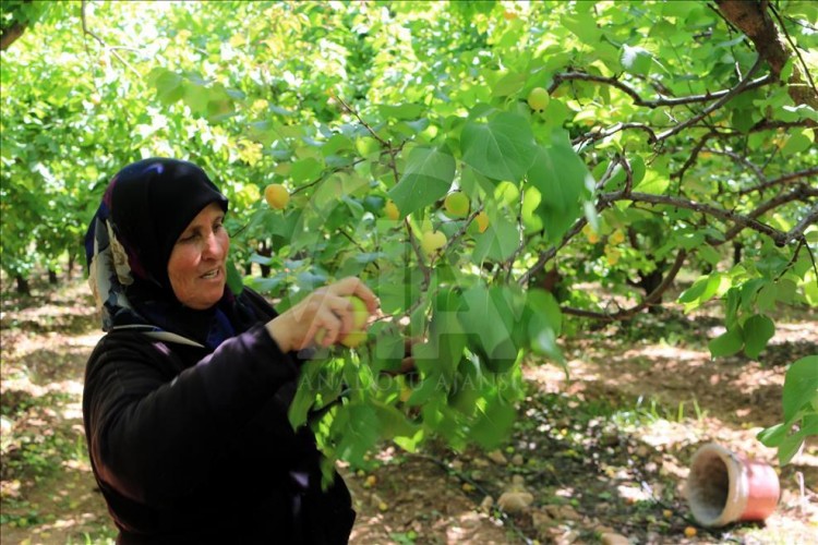 Suriye’liler, Türkiye'de Tarım Sektöründe Uzun Vadeli İstihdam Fırsatları Buldular