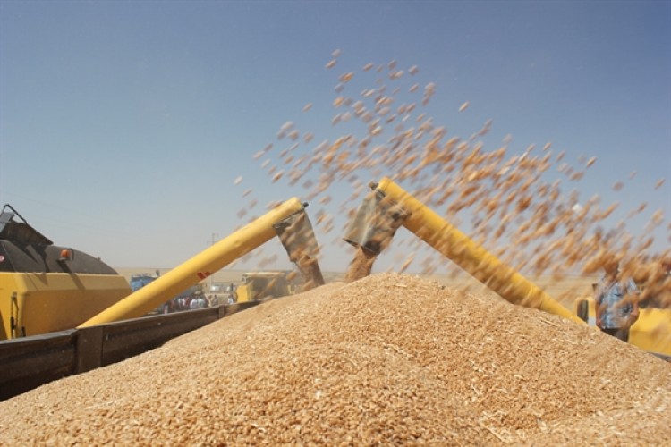 TMO’dan 250 Bin Ton Buğday İhalesi