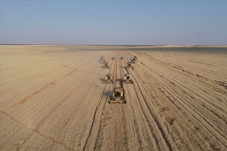 'Dev İşletme'nin Kaliteli Buğdayına Yurt Dışı İlgisi