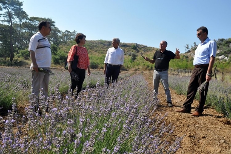 Ortaca’da Alternatif Ürün Lavanta