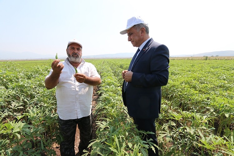 Sağlam: Bamya Dekara 5 Bin TL Kazanç Bırakıyor