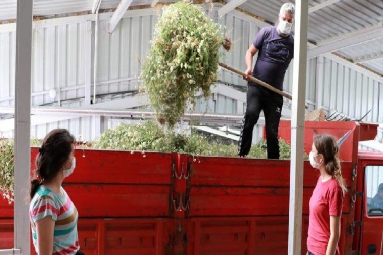 Bu yağın kilosu 40 bin lira! 8 tondan 1 litre yağ çıkıyor