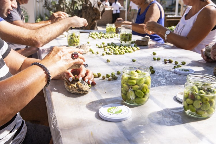 Bodrum’un Zeytin Hasadı Yapıldı