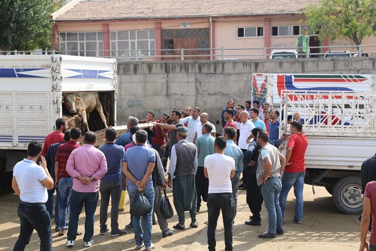 Diyarbakır’da 16 Genç Çiftçiye 80 Adet Büyükbaş Dağıtıldı