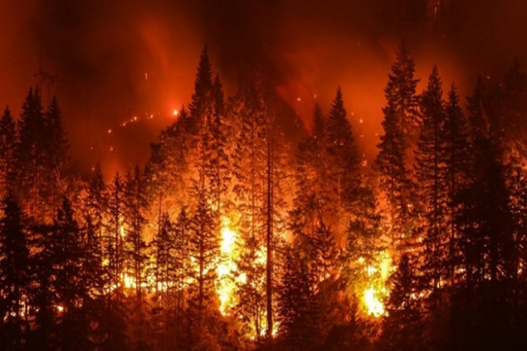 Bakan Pakdemirli: 12 ilde meydana gelen 19 orman yangınından 15’i kontrol altında, 3’ü söndürüldü