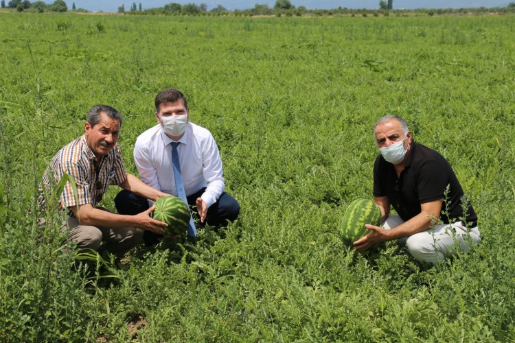 Edremit karpuzu Adana'ya rakip olacak