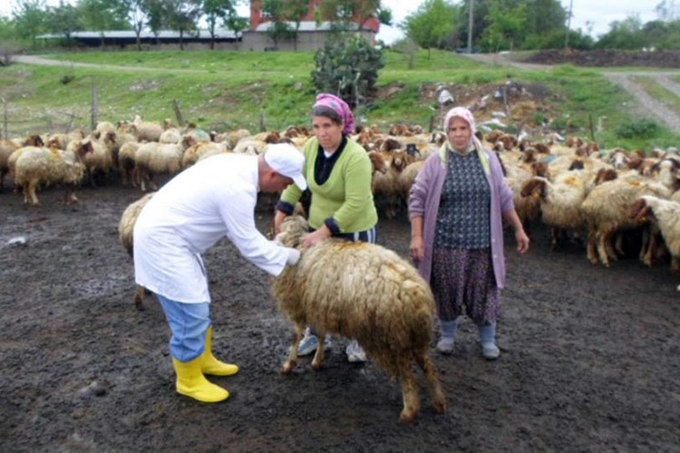 Osmaniye'de Hayvanlara Aşılama Çalışmaları Devam Ediyor
