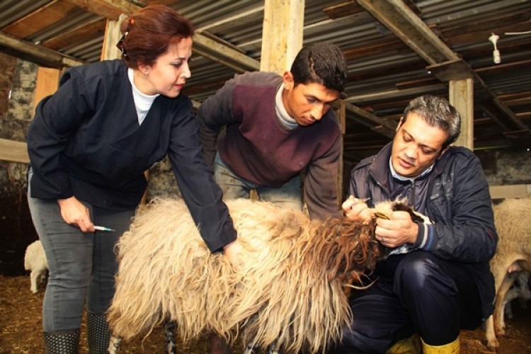 Yalova’da Küpeleme Ve Aşılama Çalışmaları Devam Ediyor