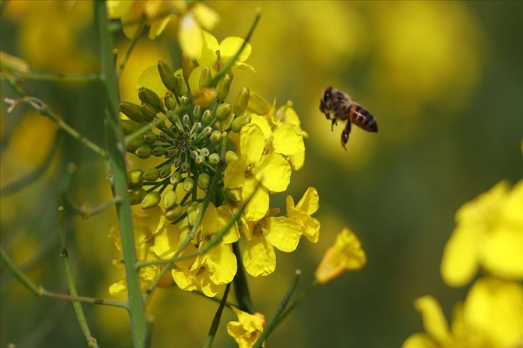 Çiftçi İlacı Değiştirdi, Arı Ölümleri Yüzde 80 Azaldı