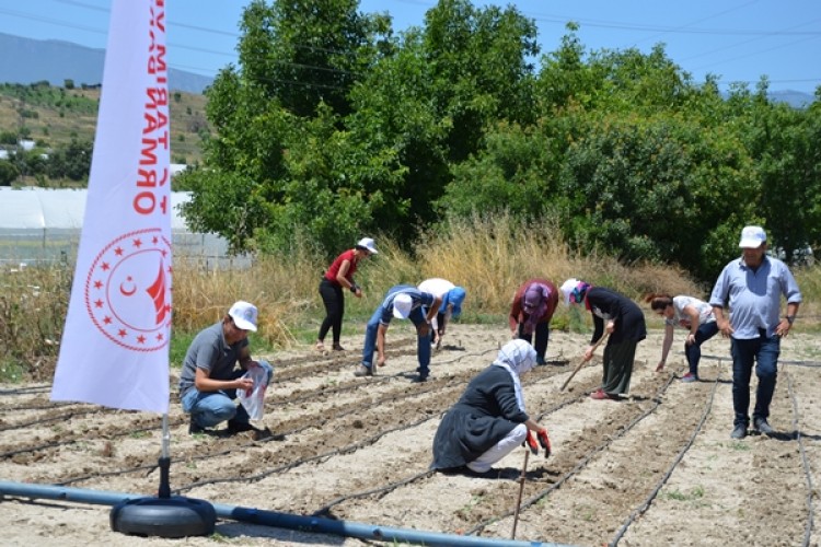 Ata Tohumu Fasulyelerimiz Toprakla Buluştu