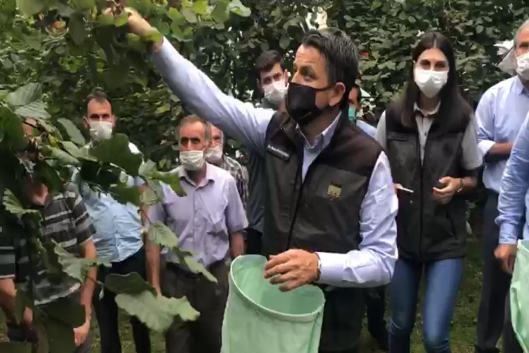 Bakan Pakdemirli sel bölgesinde fındık topladı