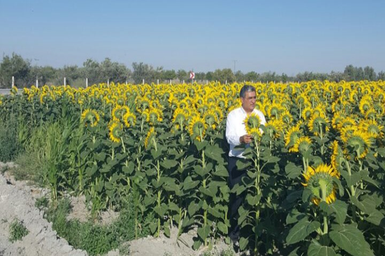 Konya Şeker Ayçiçeği alım fiyatını açıkladı