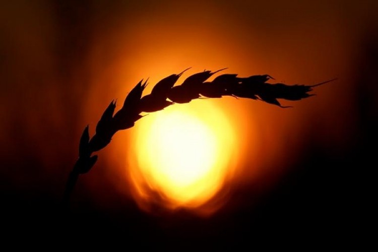 Küresel Isınma: Yüzyılın Sonunda Buğday Tarlalarının Yüzde 60'ı Yok Olacak Ve Gıda Kıtlığı Yaşanacak