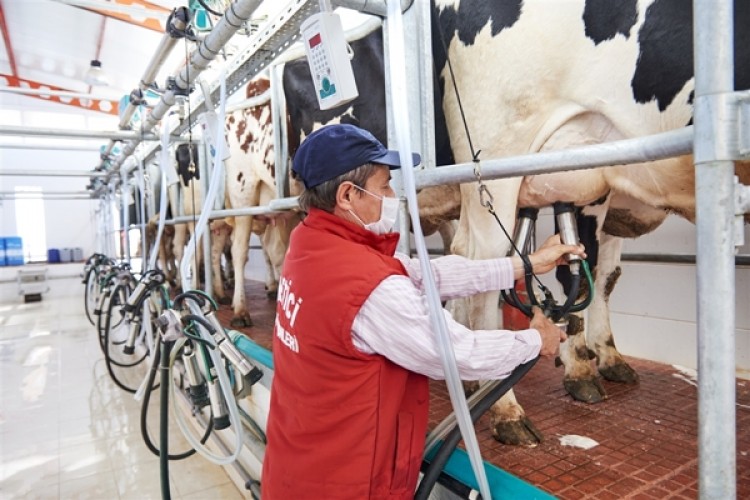 Toplanan İnek Sütü Miktarı Bir Önceki Yıla Göre Yüzde 5,2 Azaldı