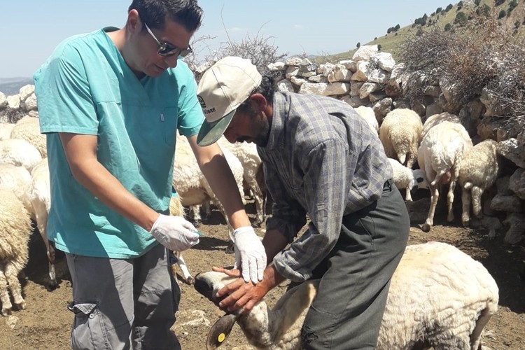 Seydikemer'de Koyun-Keçi Vebası ve Kuzulara Küpeleme İşlemi Başladı