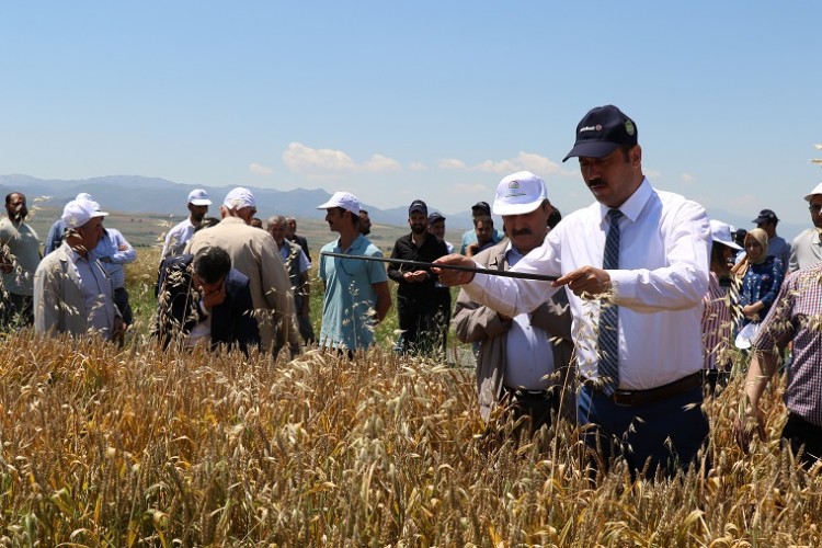 Elazığ'da Süne Sürvey Çalışmaları Devam Ediyor