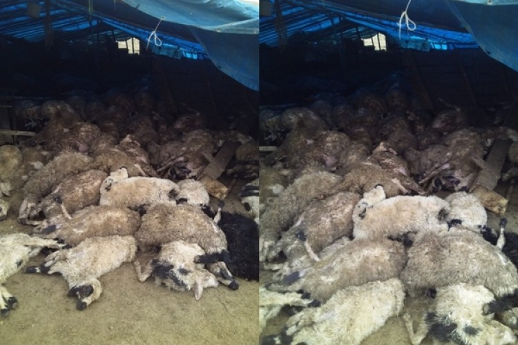 Elazığ'da Kurtlar, 120 Koyunu Telef Etti