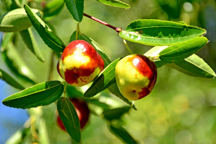 Şifa deposu Hünnap hasadı devam ediyor