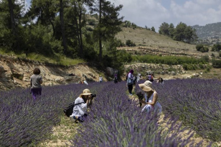 Kadınlar Mor Lavanta Tarlalarını Adımladı