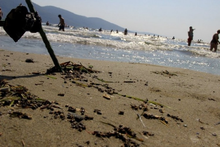 Muğla’da Binlerce Bal Arısı Telef Olarak Sahile Vurdu