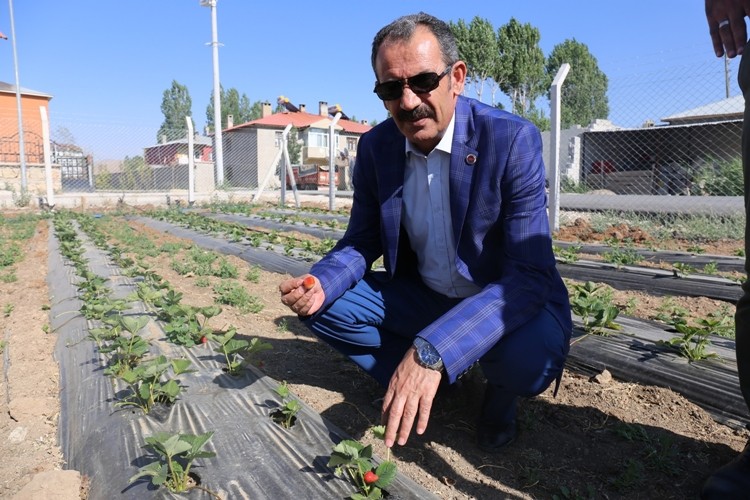 Gürpınar'da Hasat Zamanı