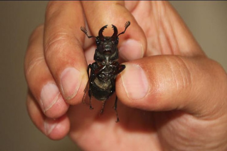 Bilecik'te İlk Defa Görülen 'Geyik Böceği'ne Japonlar 150 Bin Dolar Veriyor