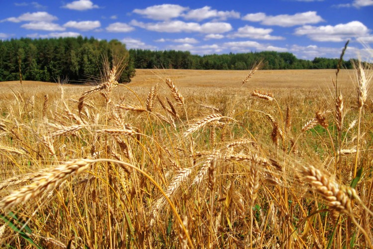 “Toprağımızı korumak için araziye uygun ürün ekimi gerçekleştirmeliyiz”