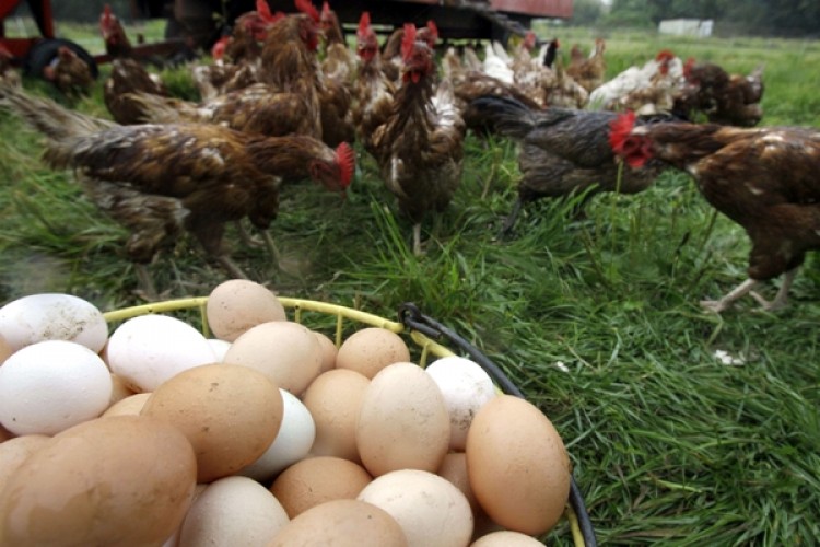 Kesilen Tavuk Sayısı ve Yumurta Üretimi Eylül Ayında Arttı
