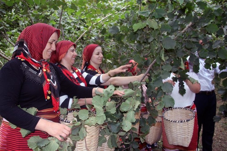 Dünyanın Fındık Kaynağı Ordu’da Hasat Şenliği