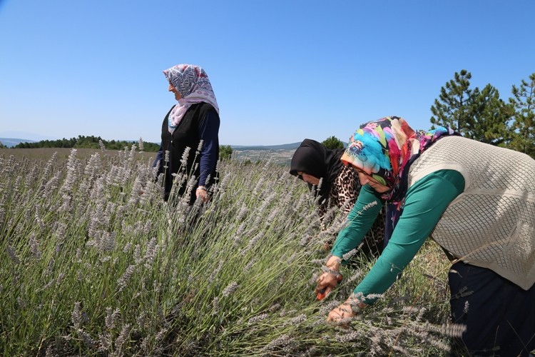 Aygül: Dekar Başına Yaklaşık 1500 Liralık Bir Gelir Kalıyor