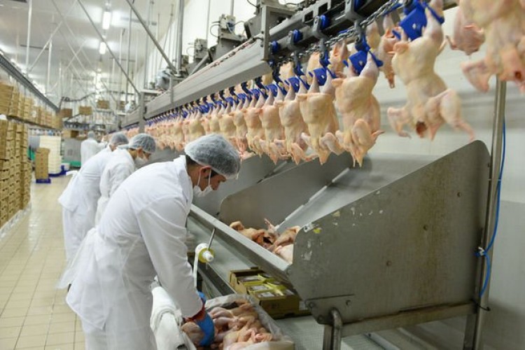 Tavuk Eti Üretimi 2019 Yılında Azaldı