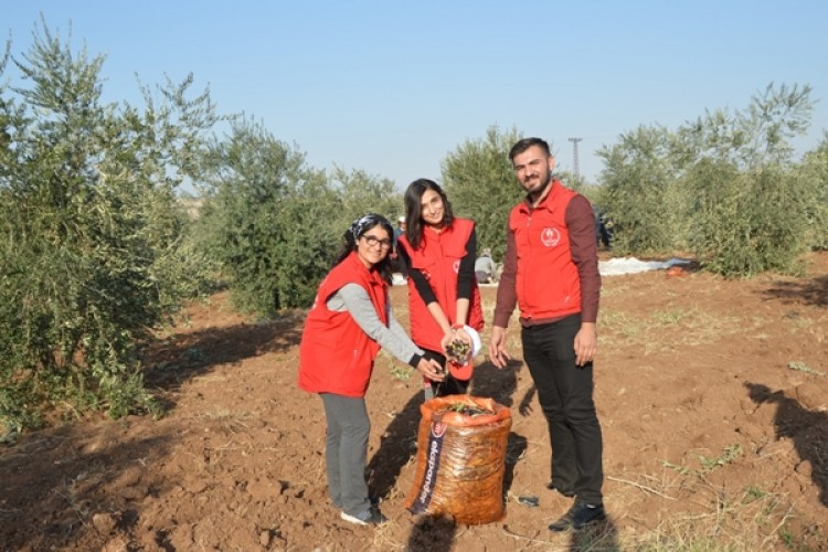 İdil İlçesinde Zeytin Hasatını Gönüllü Gençlerin Elleriyle Toplandı