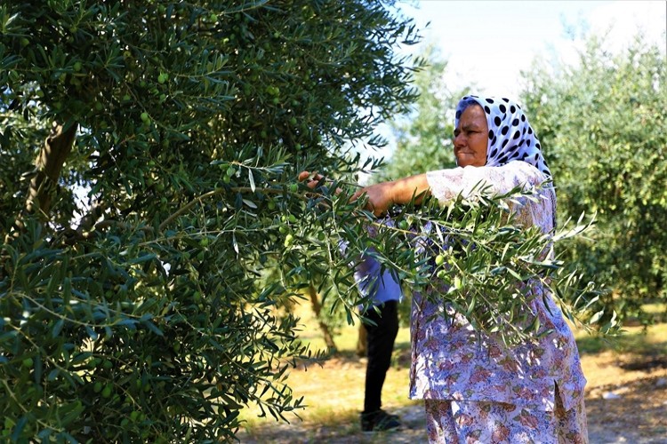 Zeytinde Halkalı Leke İle Mücadele Meyvesini Veriyor