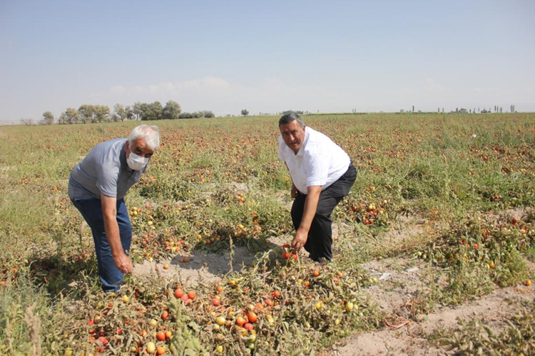 Gürer: “70 kuruşa mal edilen domates tarlada 40 kuruş”