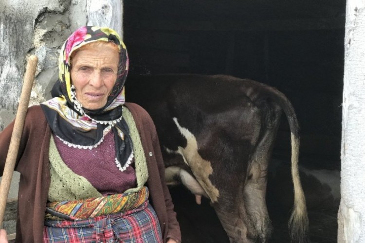 İnek Ölümleri Yayla Sakinlerini Korkutuyor