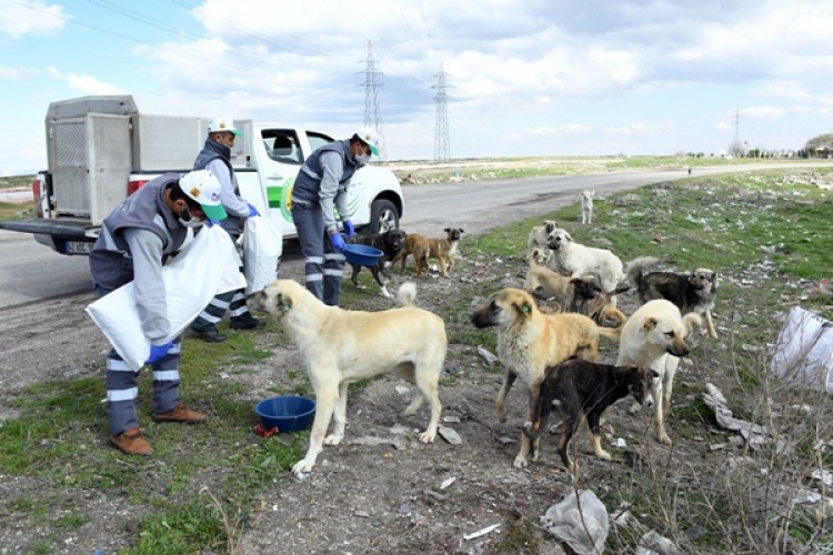 Konya Büyükşehir’den Dünyaya Örnek Proje